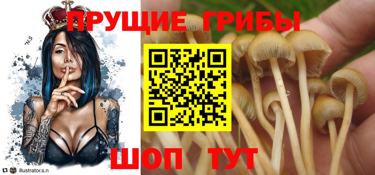 Алапаевск  закладки  Вход с VPN  Псилоцибиновые грибы GOLDEN TEACHER 